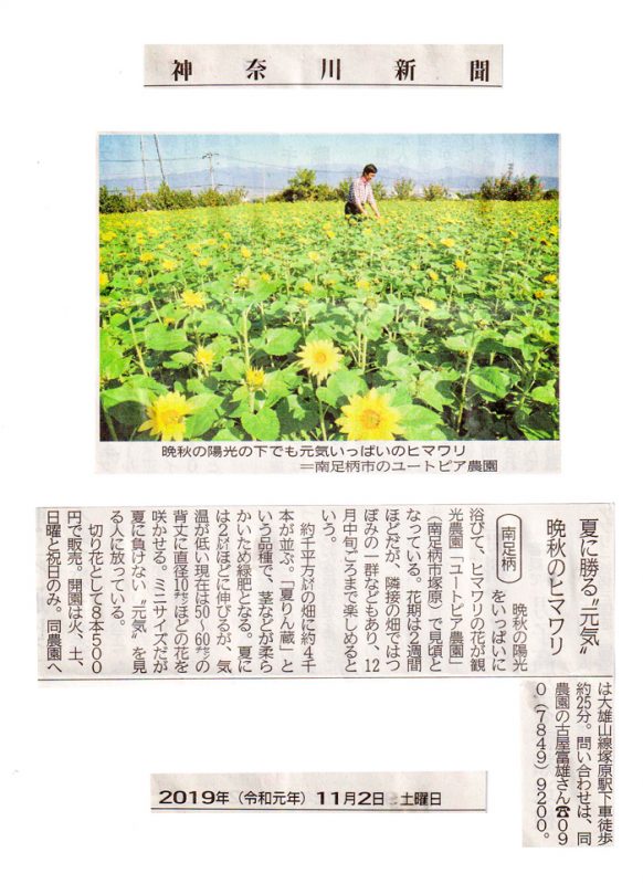 夏に勝る”元気”晩秋のヒマワリ―神奈川新聞掲載